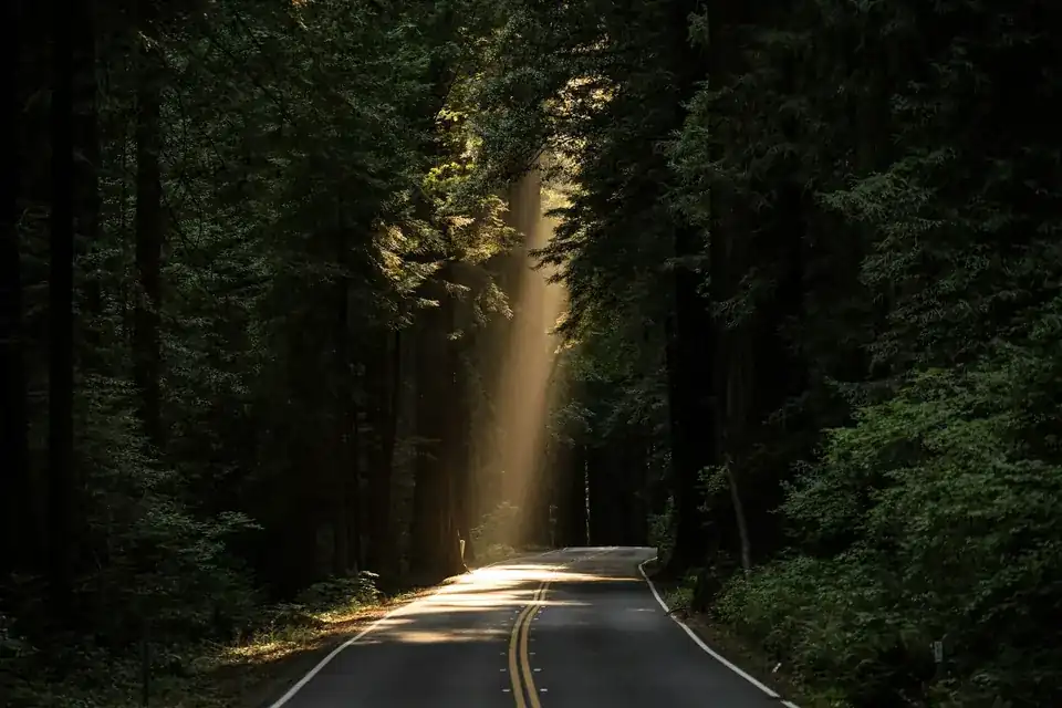 Bosque sereno al amanecer